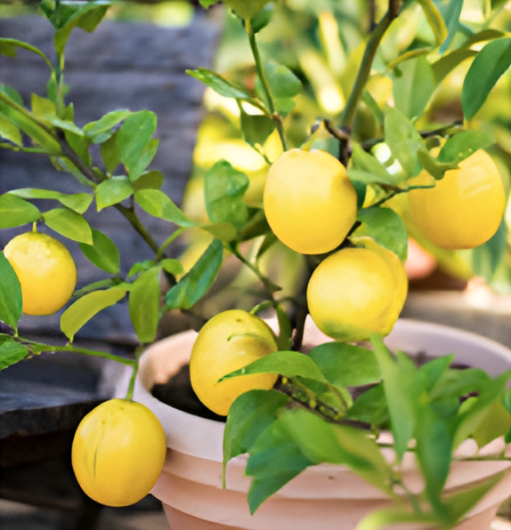 Meyer Lemon Soy Candle