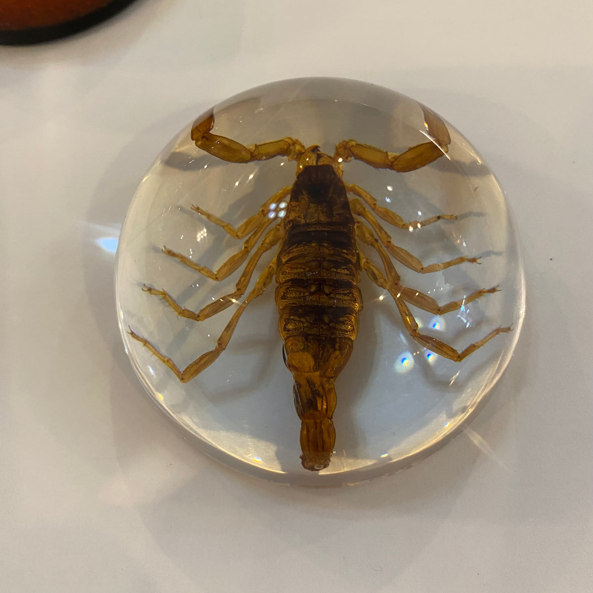 Scorpion Paper Weight