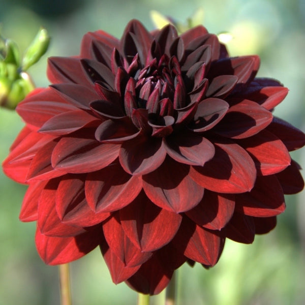 Dahlia Flower Soy Candle