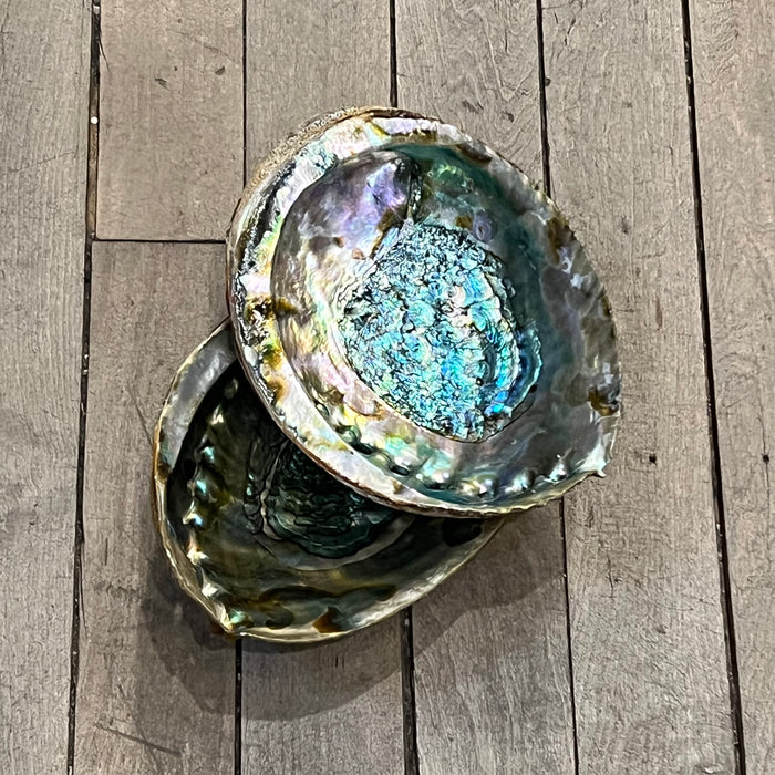 Natural Abalone Shells