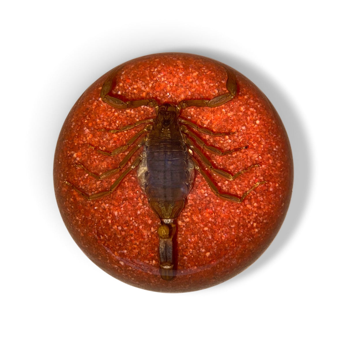 Scorpion Paper Weight