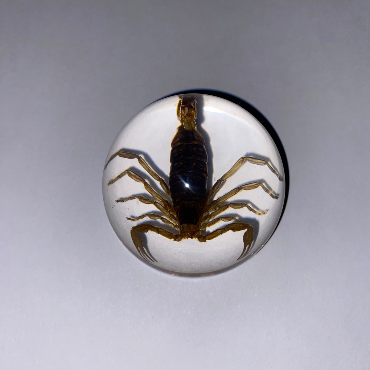 Scorpion Paper Weight