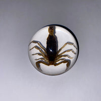 Scorpion Paper Weight