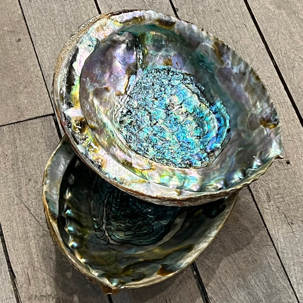 Natural Abalone Shells