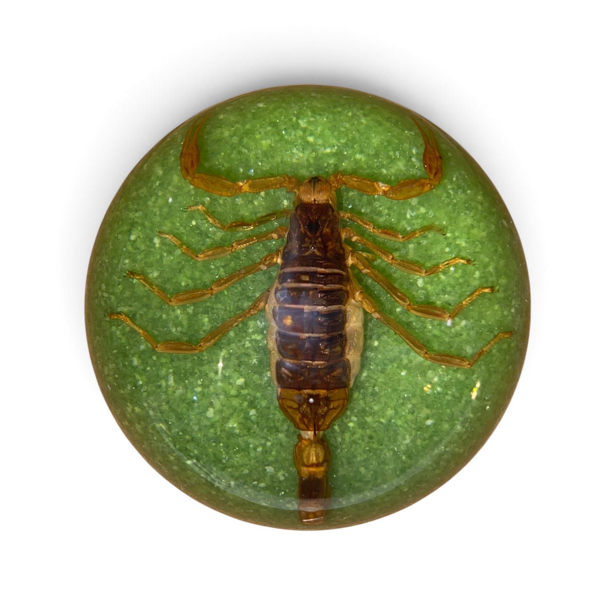 Scorpion Paper Weight