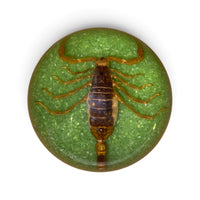 Scorpion Paper Weight