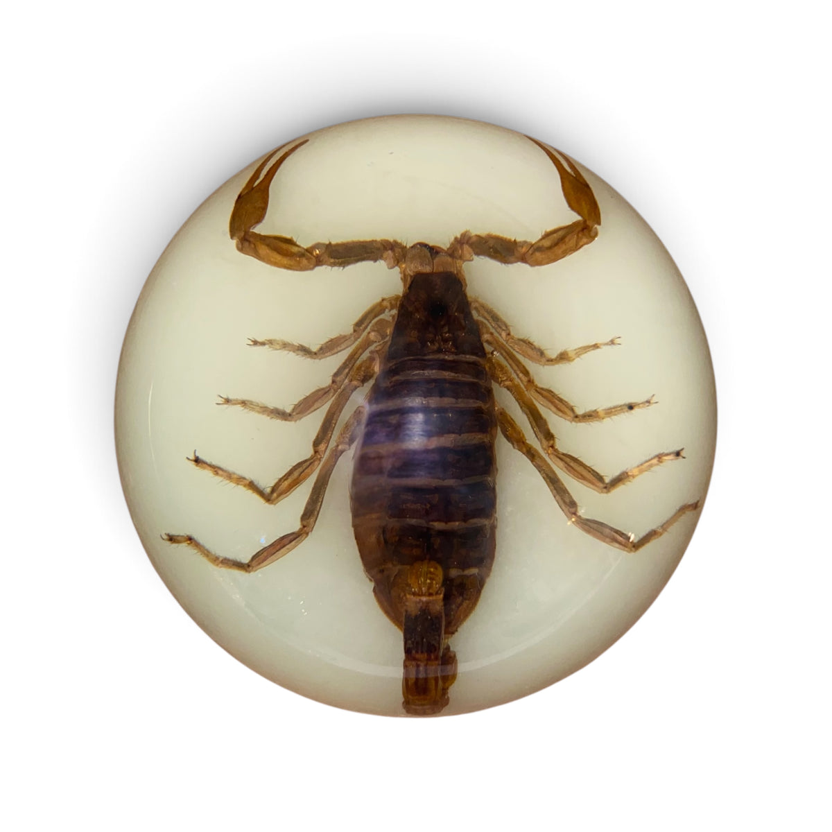 Scorpion Paper Weight