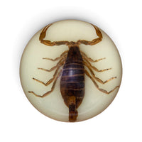 Scorpion Paper Weight