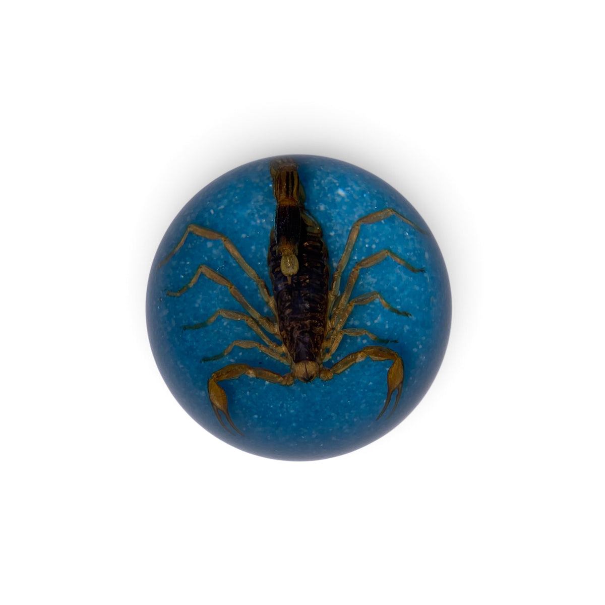 Scorpion Paper Weight