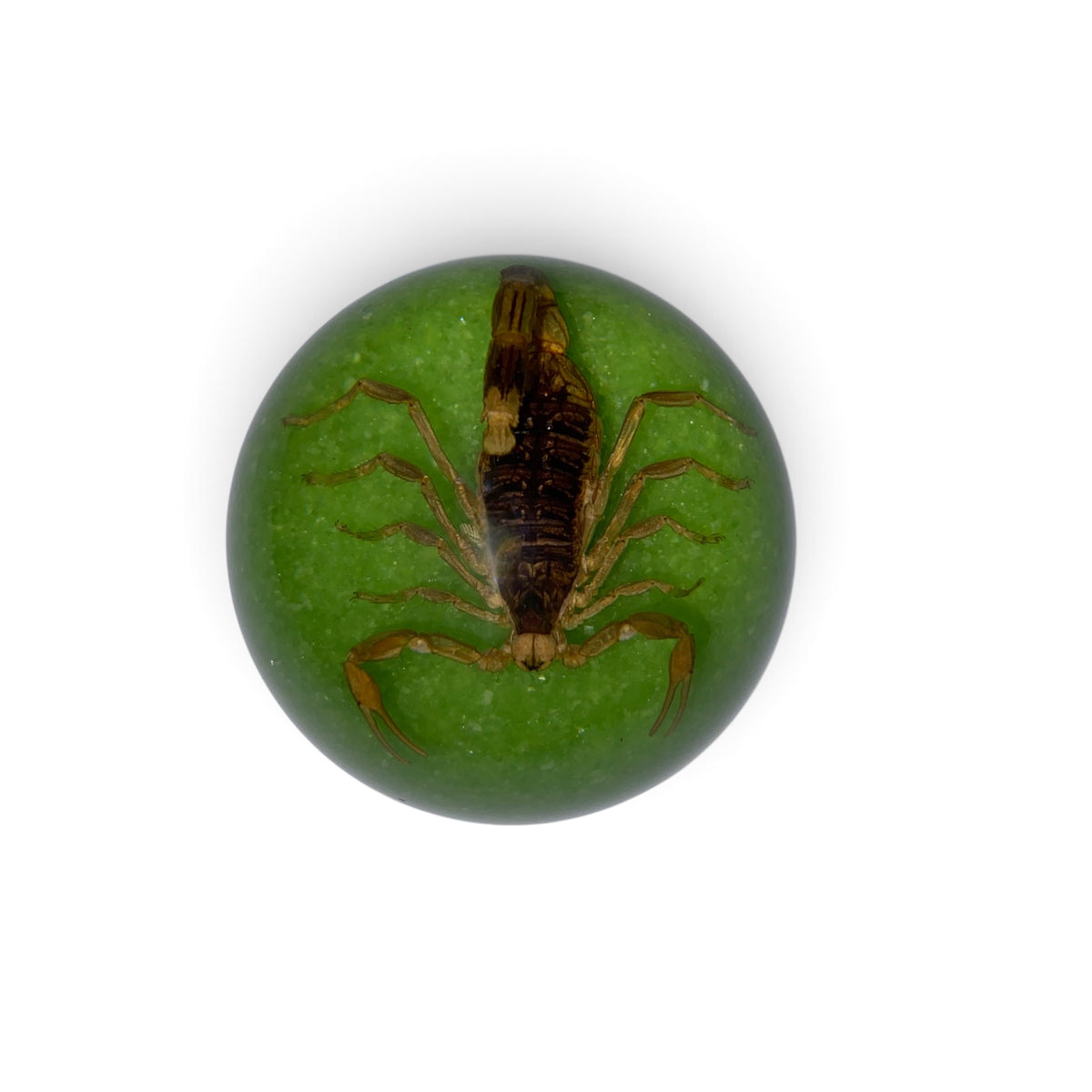 Scorpion Paper Weight