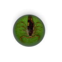Scorpion Paper Weight