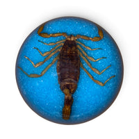Scorpion Paper Weight