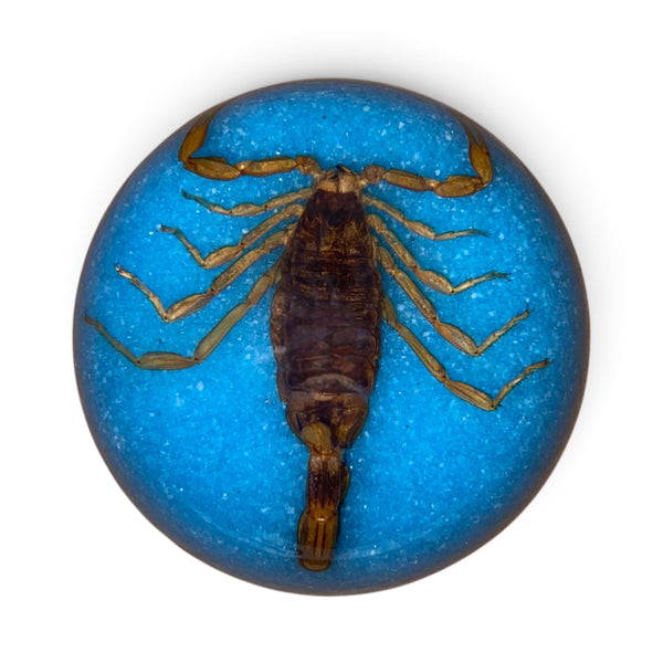 Scorpion Paper Weight