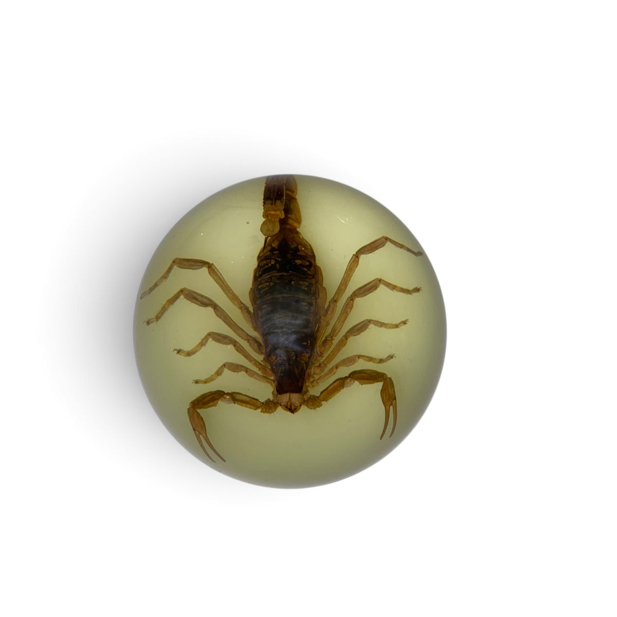 Scorpion Paper Weight