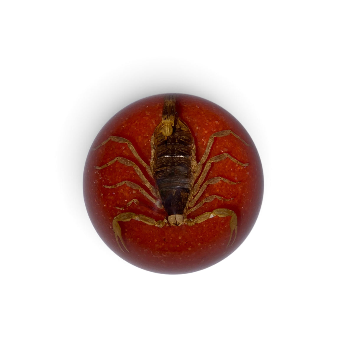 Scorpion Paper Weight