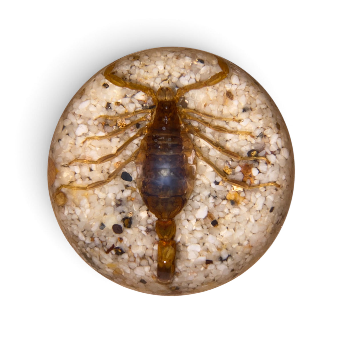 Scorpion Paper Weight
