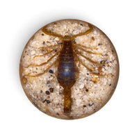 Scorpion Paper Weight