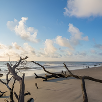DRIFTWOOD SHORE SOY CANDLE