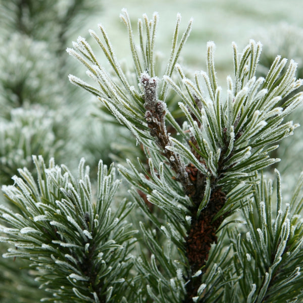Fraser Fir & Tobacco Soy Candle
