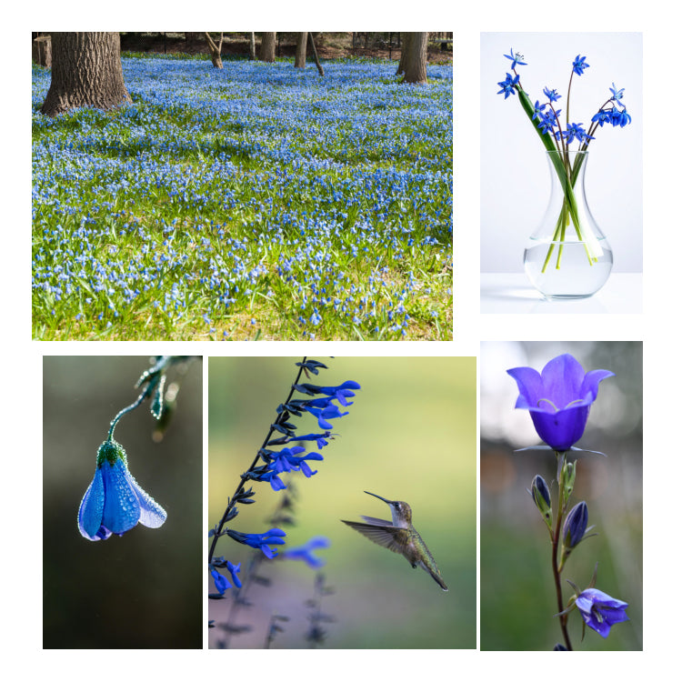 Bluebells Soy Candle