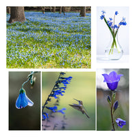 Bluebells Soy Candle