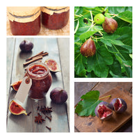 Fig Tree Soy Candle