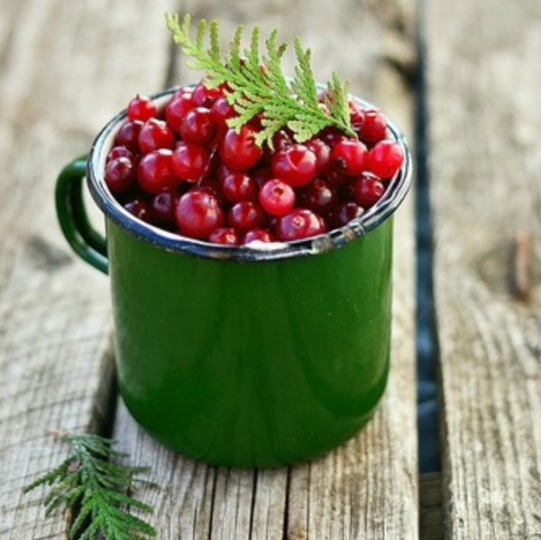 Pine Needles & Berries Soy Candle